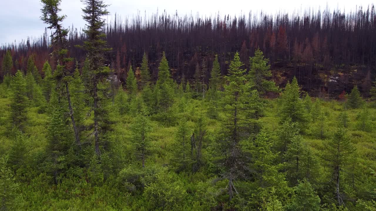 rising aerial of the record-setting Canadian forest fire season, fireline where thousands of acres of forest were destroyed