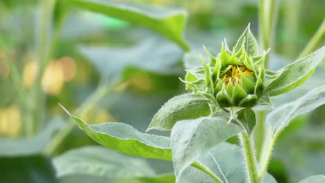 sunflower buds growing in a vibrant park setting