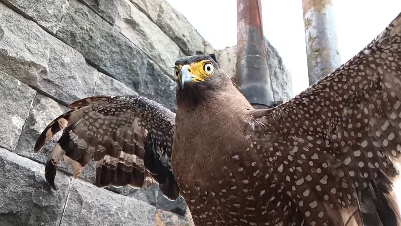 자바인 (javanese) 은 그 동굴에 앉아 있다.