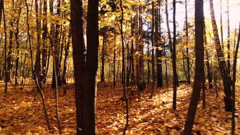 madera de bosque de otoño colorida