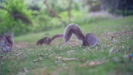 handheld shot of three eastern gray squirrels foraging for food on the grass in the botanical gardens, sheffield, england