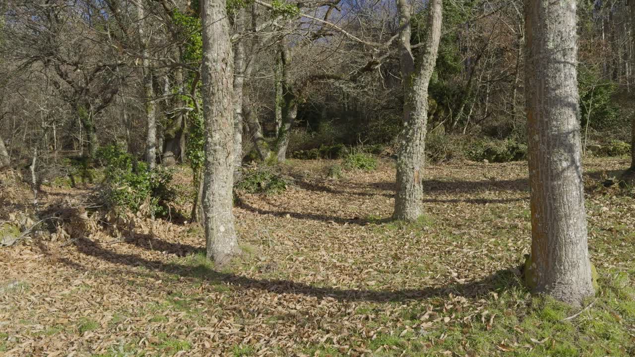 カバノキはツタでおおわれ、地面には乾燥した茶色の葉が落ちていて、晴れた日です。