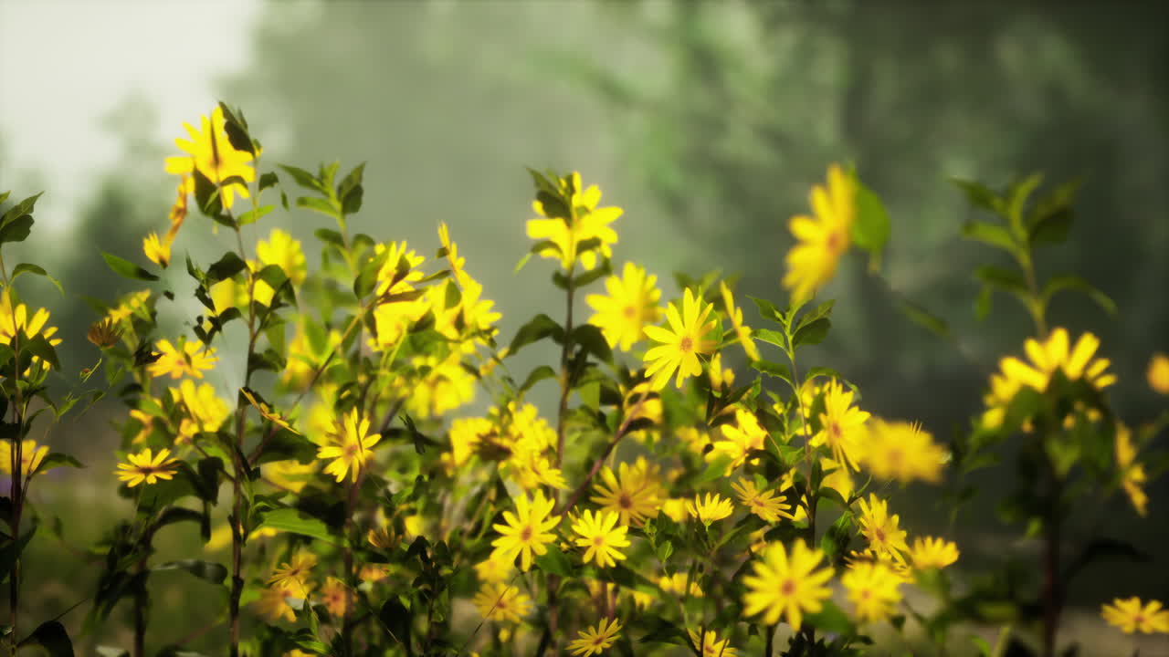 un campo de flores silvestres amarillas en un bosque de niebla