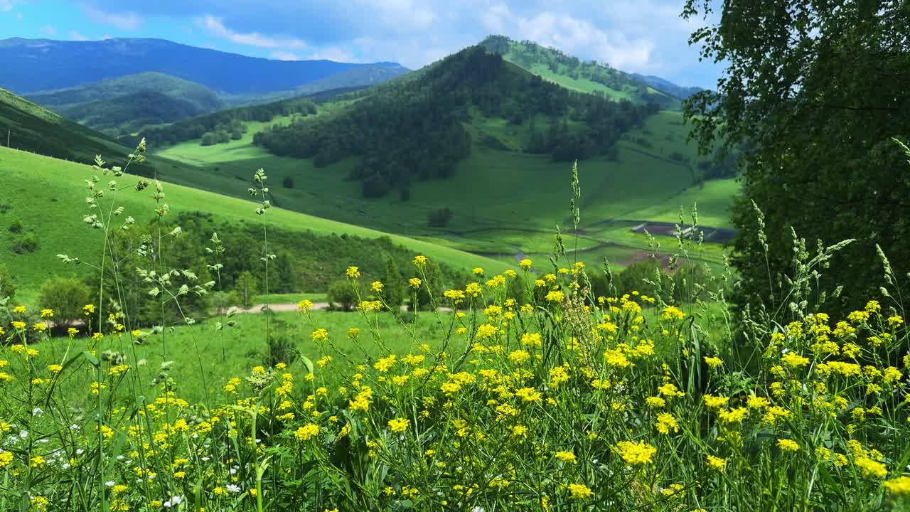 Scenic Landscape Featuring Lush Green Meadows and Vibrant Yellow Wildflowers Under a Clear Blue Sky with Rolling Hills in the Background