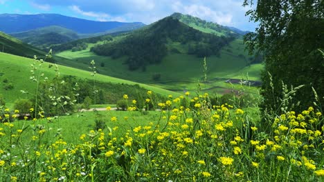 scenic landscape featuring lush green meadows and vibrant yellow wildflowers under a clear blue sky with rolling hills in the background