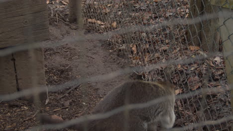 Coatí-De-Cola-Anillada-Corriendo-Frenéticamente-En-Una-Jaula-Pequeña---Cerrar