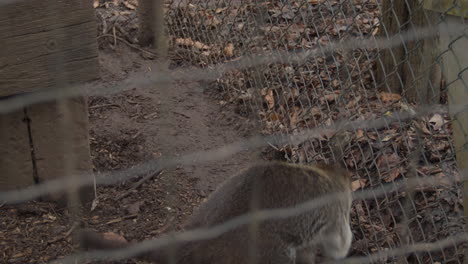 coatí de cola anillada corriendo frenéticamente en una jaula pequeña - cerrar