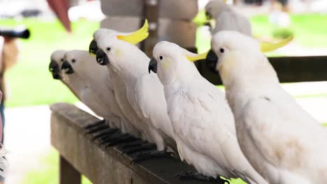 cockatiels being fed by hand on a railing