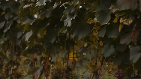 vides en fila de viñedos cargadas de racimos de uvas maduras, listas para la cosecha