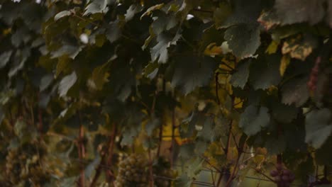 grapevines in vineyard row laden with bunches of ripe grapes, ready for harvest