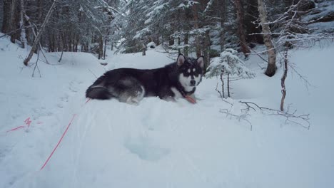 Adorable-Alaskan-Malamute-Lying-In-The-Snowy-Forest-Ground-At-Wintertime