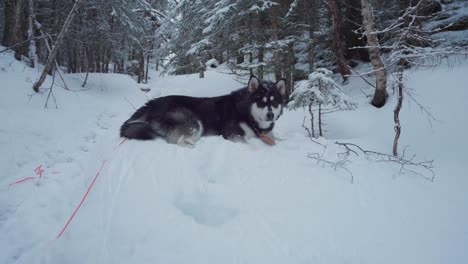 adorable alaskan malamute lying in the snowy forest ground at wintertime