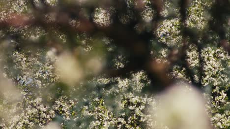 Beautiful-and-poetic-view-on-blossom-blossoming-in-apple-tree-forest-focus-pull-from-medium-to-macro