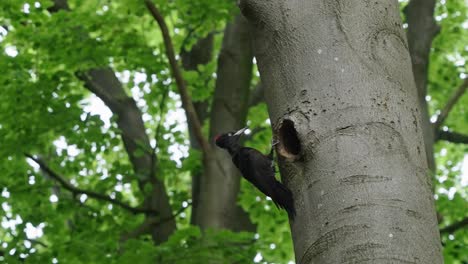 Woodpecker-flying-in-slow-motion-and-landing-on-tree-branch