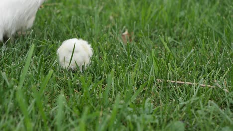 Cute-Solo-Baby-Chicken-Joining-Family-in-Farm-Grass-Field---Ground-Level