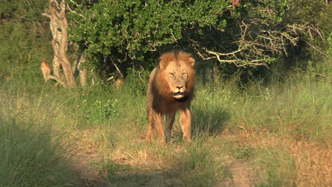Tracking-shot-of-male-lion-walking-and-marking-his-territory,-Africa