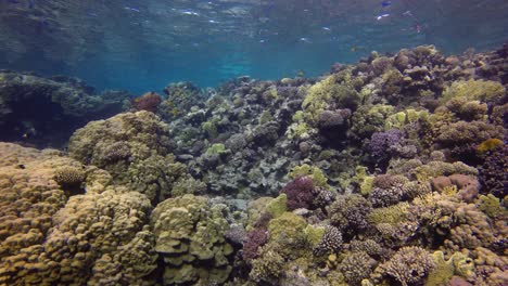 arrecife de coral colorido en aguas poco profundas en el mar rojo