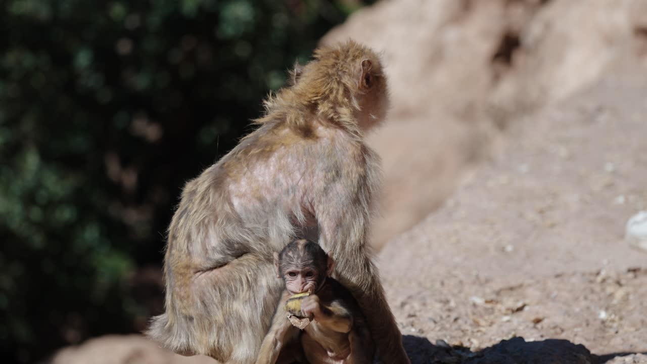 Young Barbary macaque holds fruit while resting against its mother in the wild at Ouzoud Waterfalls, Morocco.