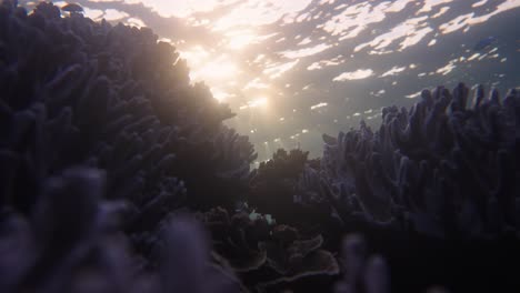 Contrast-of-a-dark-coral-reef-and-brighter-surface-from-sunlight-with-fish-swimming-in-ocean