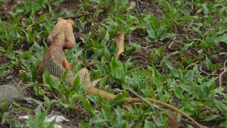 lizard in ground eating ants