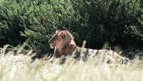 a young male, kalahari lion lays in the shade, resting, with grass gently blowing in the wind