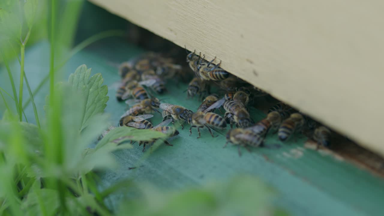 cerca de abejas melíferas hembra arrastrándose en