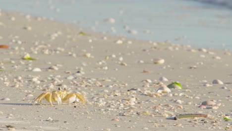 cangrejo fantasma alimentándose con garras en una playa de arena llena de conchas
