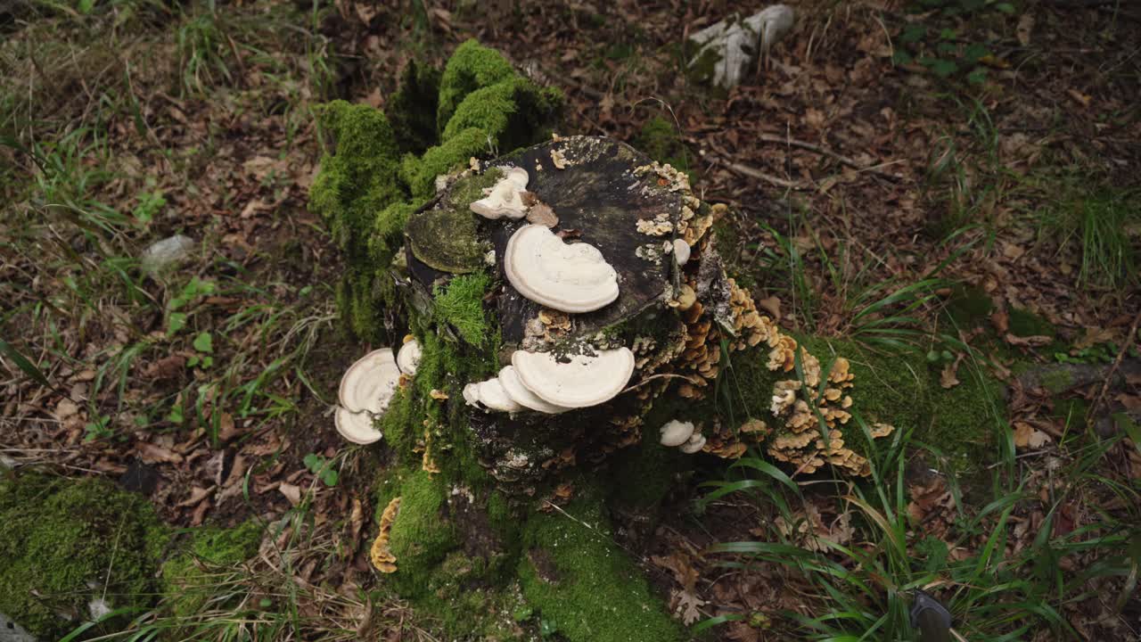 Nahaufnahme von Baumpilzen und leuchtend grünem Moos auf einem verrottenden Baumstumpf in einem gemäßigten Wald