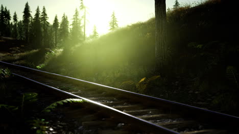 sunlight filtering through trees along a tranquil railway track in nature
