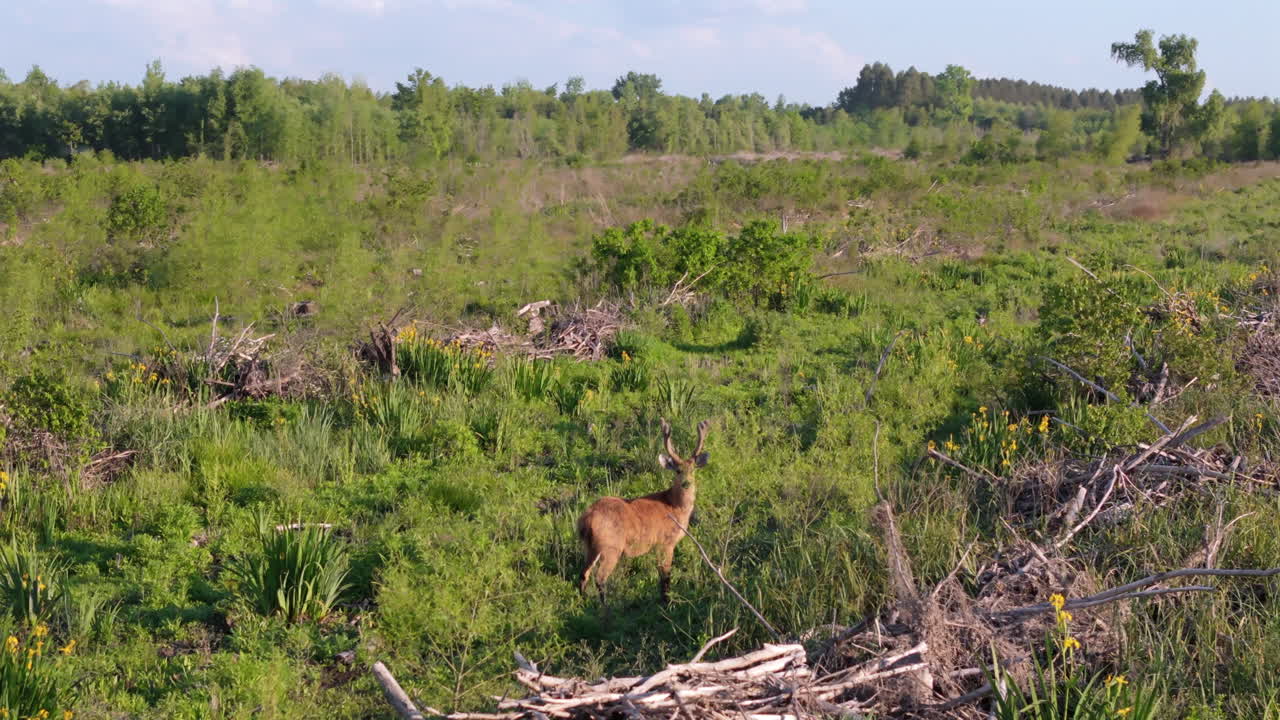 Deer moves through an open field, surrounded by lush greenery and natural vegetation, aerial orbit as animal turns head at sunset