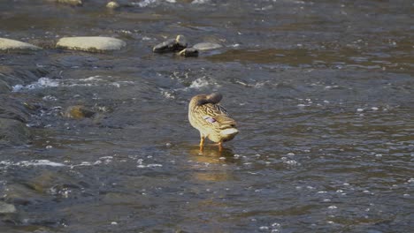 Spot-billed-Duck,-Anas-Poecilorhyncha-Im-Südkoreanischen-Seichten-Fluss-Bei-Sonnenuntergang