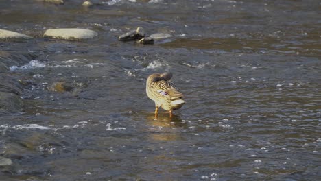 pato de pico, anas poecilorhyncha en el río poco profundo de corea del sur al atardecer
