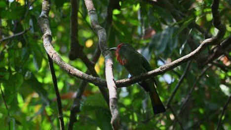 visto en una vid arreglándose y saltando para volar, el apicultor de barba roja nyctyornis amictus, tailandia