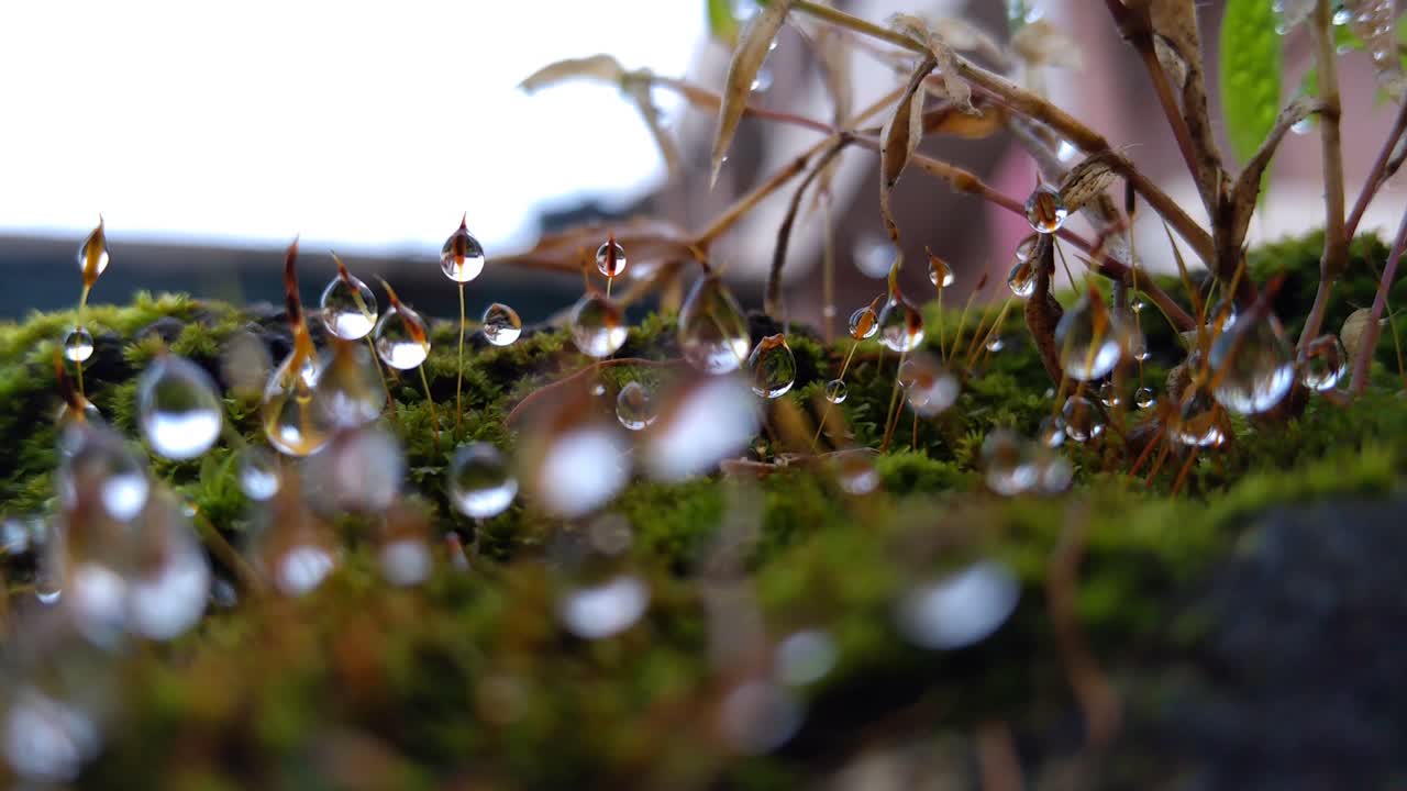 fotografía macro de gotas de agua transparentes.