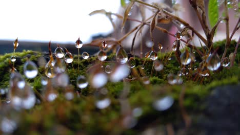 macro photography of transparent water droplets.