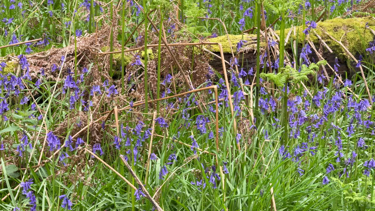 bluebells de primavera que florecen en el bosque en warwickshire, inglaterra con helechos comunes que crecen a su alrededor