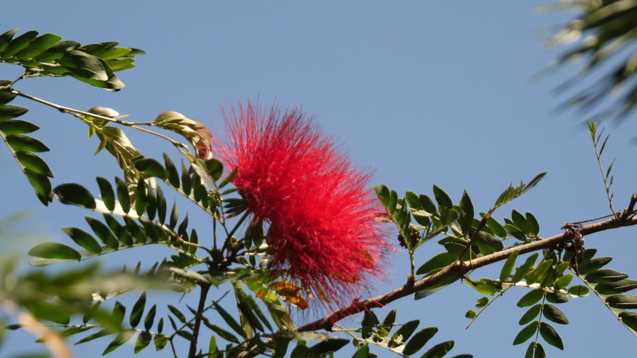 푸른 하늘을 배경으로 열대 정원에서 아름다운  ⁇ 은 꽃이 피는 칼리안드라 꽃 - 가까이 가