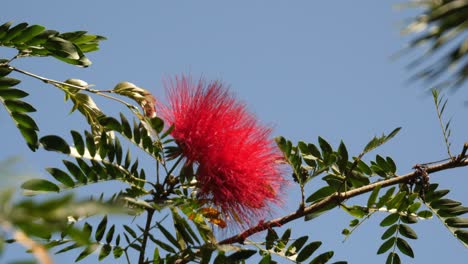 Beautiful-Red-Blooming-Calliandra-Flower-in-a-Tropical-Garden-with-Blue-Sky-in-the-Background---Close-Up