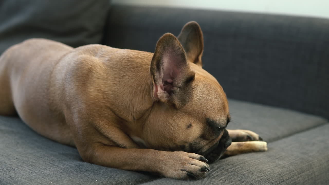 bulldog francés juguetón lamiendo un hueso de perro en cámara lenta