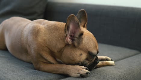 playful french bulldog licking a dog bone in slow motion