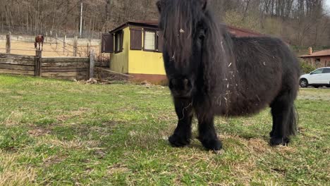 pobre pony negro con discapacidad de piernas cortas comiendo hierba al aire libre