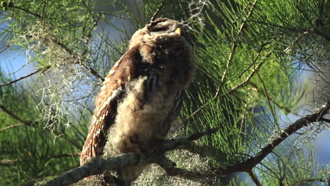 Wild-barred-owl-in-swamp