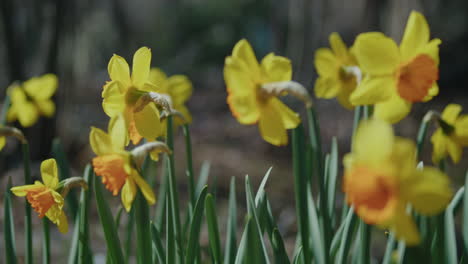 yellow and orange growing daffodils in the woods