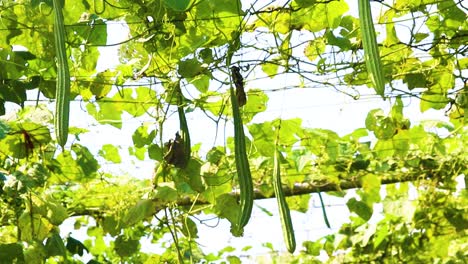 fresh organic chinese okra hanging from commercial vegetable plantation vine net