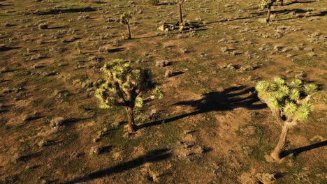 smooth slow aerial dolly over joshua trees in the warm morning light in high desert with trash on the ground long shadows