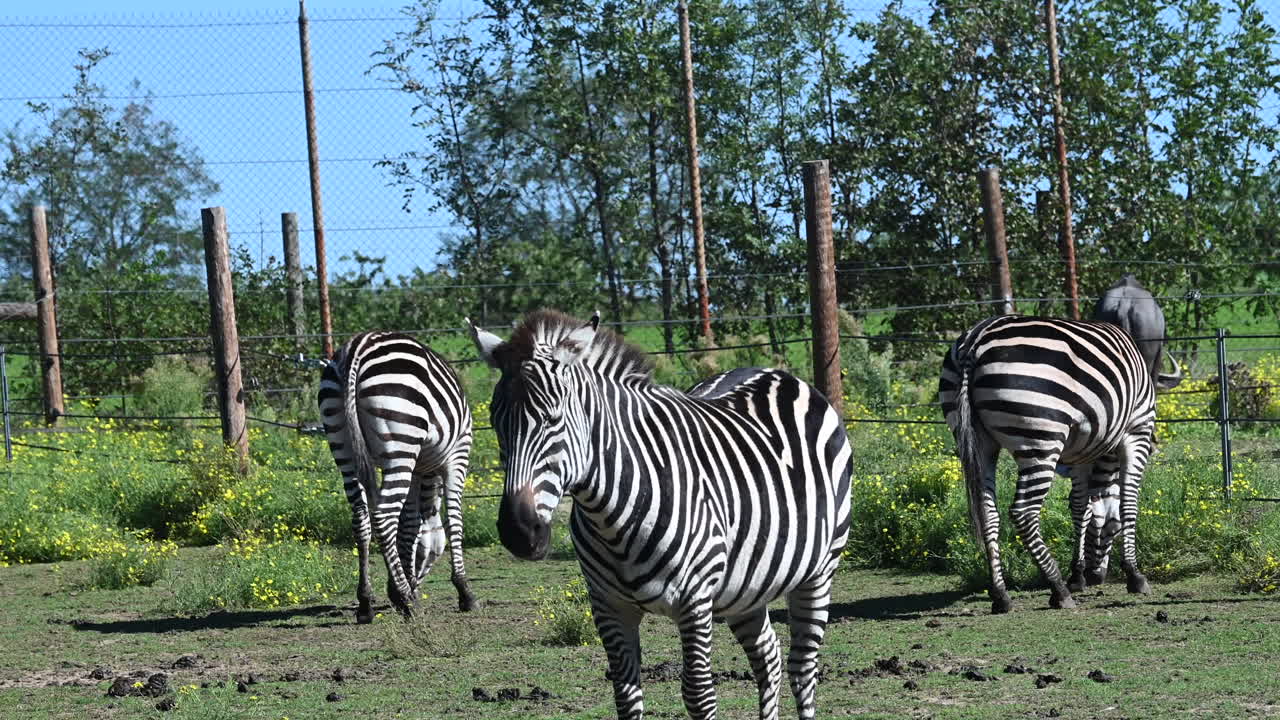 parque zoológico de francia, la cebra permanece de pie bajo el sol