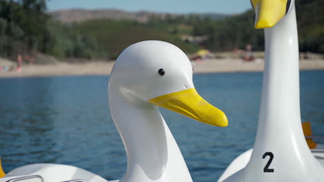 Schwanenboote-Schwimmen-Im-Meerwasser-Auf-Der-Insel-Ermal,-Portugal---Verkleinerte-Aufnahme