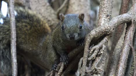 Niedliches-Pallas-Eichhörnchen,-Das-Auf-Den-Freiliegenden-Baumwurzeln-Ruht,-Still-Bleibt,-Um-Nicht-Entdeckt-Zu-Werden,-Sich-Einfügt-Und-Die-Umgebung-Beobachtet,-Nahaufnahme