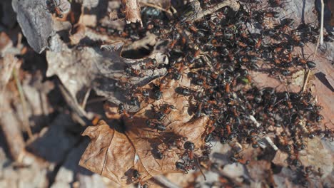 un grupo de hormigas se mueve sobre las hojas secas en el suelo del bosque