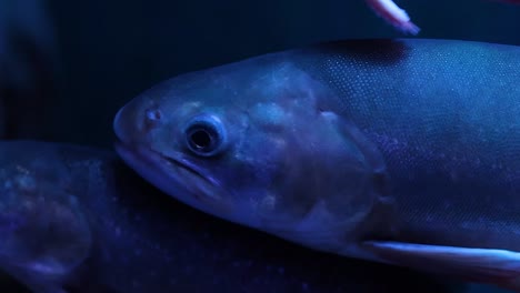 detailed view of fish swimming closely together in a deep blue aquatic setting.